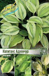 Хоста гибридная Капитанс Адвенчур