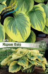 Хоста гибридная Мэджик Файр