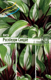 Хоста гибридная Рэспберри Сандае