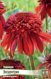 Эхинацея пурпурная Эксцентрик