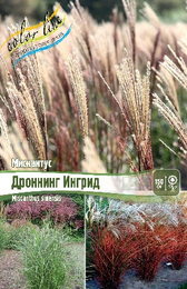 Мискантус китайский Дроннинг Ингрид