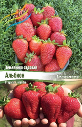 Земляника садовая Альбион