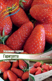 Земляника садовая Гаригуэтта