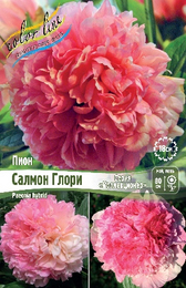 Пион гибридный Салмон Глори