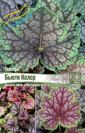 Гейхера гибридная Бьюти Колор