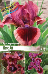 Ирис карликовый Кэтс Ай
