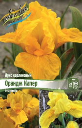Ирис карликовый Орандж Капер