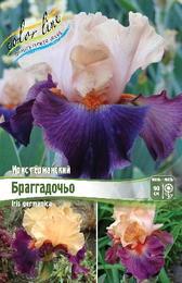 Ирис германский Браггадочьо