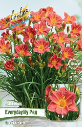 Лилейник Everydaylily Ред
