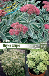Очиток Отумн Шарм