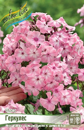 Флокс широколистный Геркулес