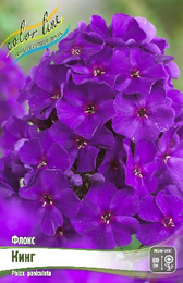 Флокс метельчатый Кинг (Зе Кинг)