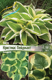Хоста гибридная Кристмас Пейджант