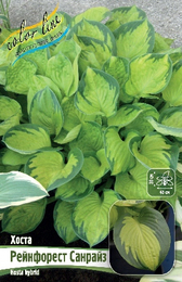 Хоста гибридная Рейнфорест Санрайз