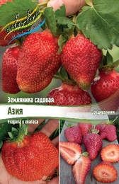 Земляника садовая Азия