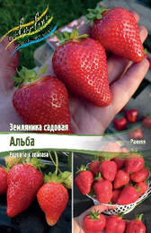 Земляника садовая Альба