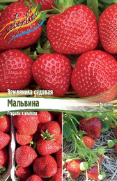 Земляника садовая Мальвина