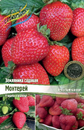 Земляника садовая Монтерей