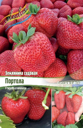 Земляника садовая Портола