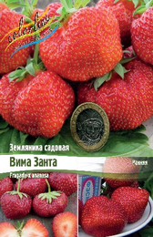Земляника садовая Вима Занта