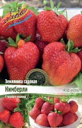 Земляника садовая Кимберли