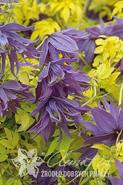 Клематис Люминоус Даск