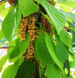 Лимонник китайский
