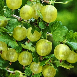 Крыжовник Хиннонмаки Грин