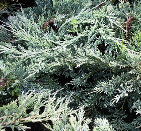 Можжевельник горизонтальный Гласиер