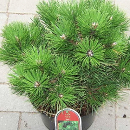 Сосна черная Нигра