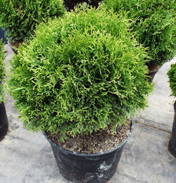 Туя западная Литл Чемпион