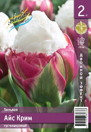 Тюльпан Айс Крим