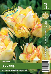 Тюльпан Акилла