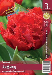 Тюльпан Анфилд