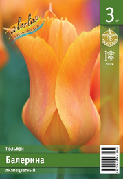 Тюльпан Балерина