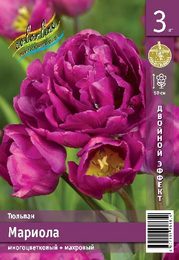 Тюльпан Мариола