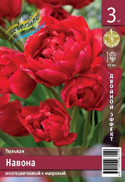Тюльпан Навона