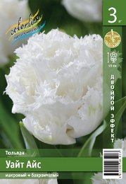 Тюльпан Уайт Айс