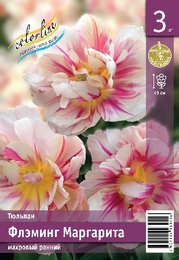 Тюльпан Флэминг Маргарита