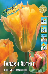 Тюльпан Голден Артист
