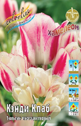 Тюльпан Кэнди Клаб