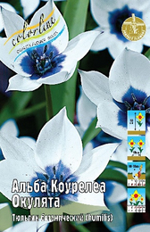 Тюльпан Альба Коурелеа Окулята