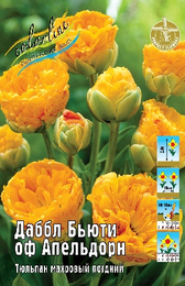 Тюльпан Даббл Бьюти оф Апельдорн