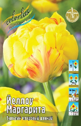 Тюльпан Йеллоу Маргарита
