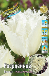 Тюльпан Ноордейнде