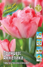 Тюльпан Принцесс Анжелика