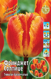 Тюльпан Фринджет Солтице
