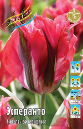 Тюльпан Эсперанто