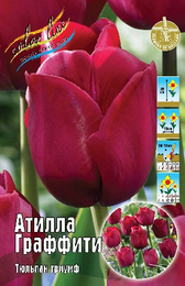 Тюльпан Атилла Граффити