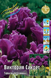 Тюльпан Виктория Сикрет